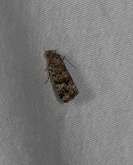 Paromphale caeca