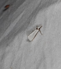 Patissa atricostalis