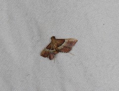 Persicoptera compsopa