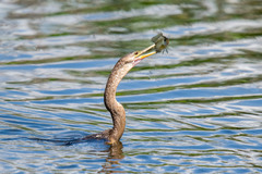 Anhinga anhinga leucogaster