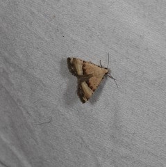 Pseudozarba orthopetes