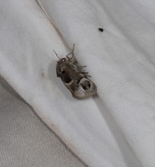 Pygmaeomorpha ocularis