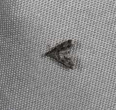 Sufetula hemiophthalma