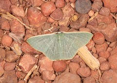 Thalassodes dorsilinea