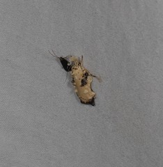 Tonica effractella