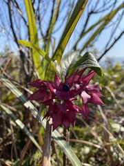 Clerodendrum fortunatum