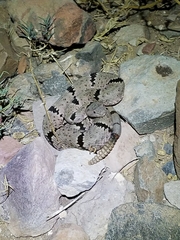 Crotalus lepidus klauberi