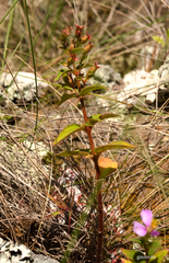 Chaetogastra