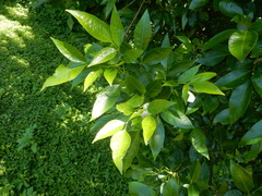 Fraxinus berlandieriana