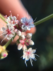 Eriogonum fasciculatum fasciculatum