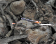Teinobasis rufithorax