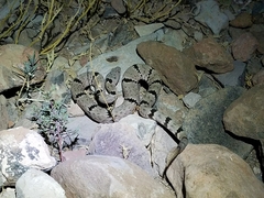 Crotalus lepidus klauberi