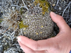 Anisotome imbricata imbricata