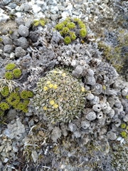 Anisotome imbricata imbricata