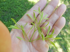 Fraxinus berlandieriana