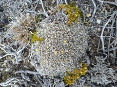 Anisotome imbricata imbricata