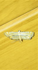 Parapoynx villidalis