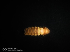 Pyrocoelia lunata
