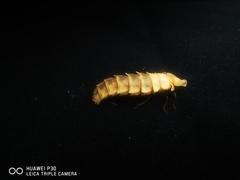 Pyrocoelia lunata