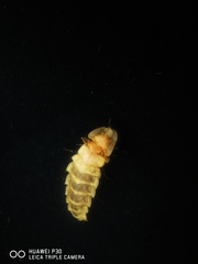 Pyrocoelia lunata