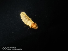 Pyrocoelia lunata