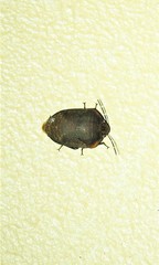 Coleotichus artensis