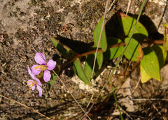 Chaetogastra