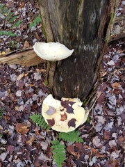 Pleurotus levis