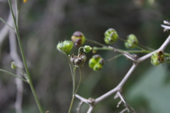 Wissadula amplissima