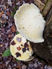 Pleurotus levis