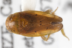 Ponanella ena
