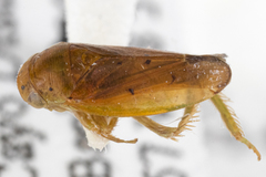 Ponanella ena