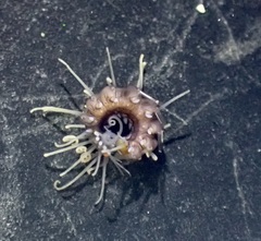 Amblyosyllis