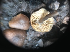 Lyophyllum anthracophilum
