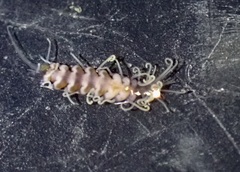 Amblyosyllis