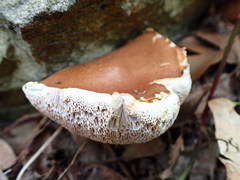 Austroboletus lacunosus