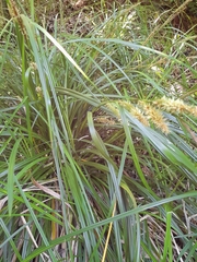 Carex coriacea