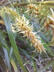 Carex coriacea