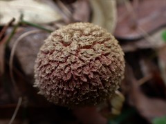 Boletellus deceptivus