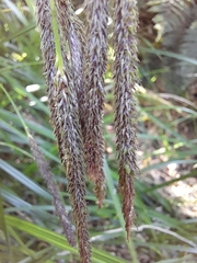 Carex coriacea