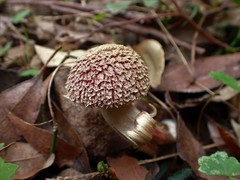 Boletellus deceptivus