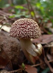 Boletellus deceptivus