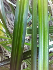 Carex coriacea