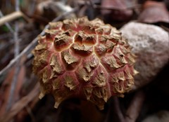 Boletellus deceptivus