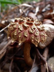 Boletellus deceptivus