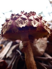 Boletellus deceptivus