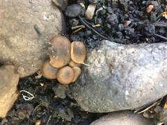 Lyophyllum anthracophilum