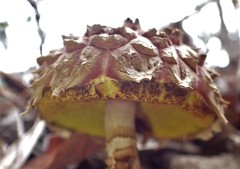 Boletellus deceptivus