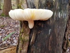 Pleurotus levis