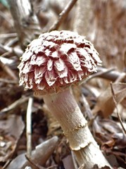 Boletellus deceptivus